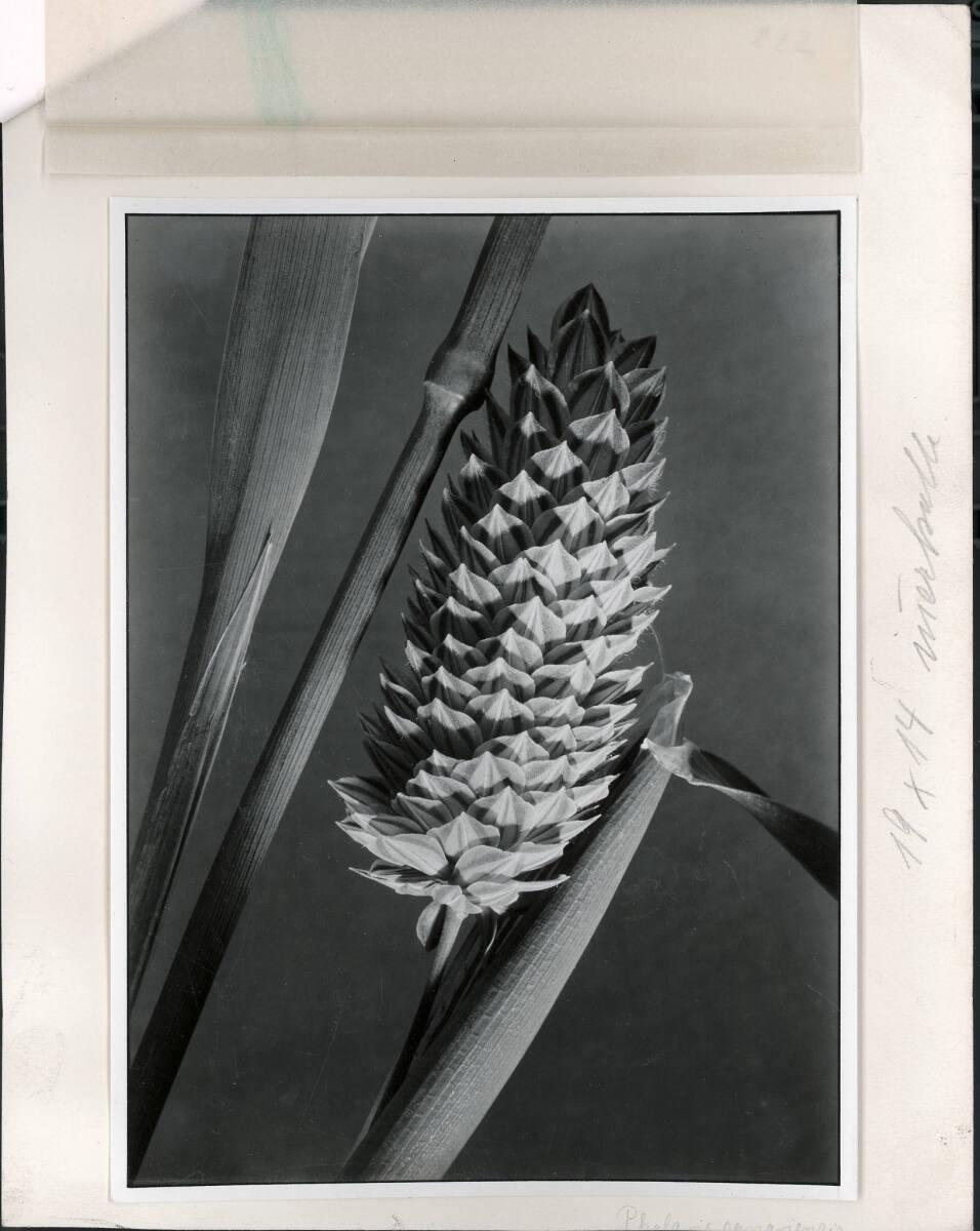Paul Wolff, Dekoratives Blumenarrangement, Inv. Nr.: FotoLS2000/835