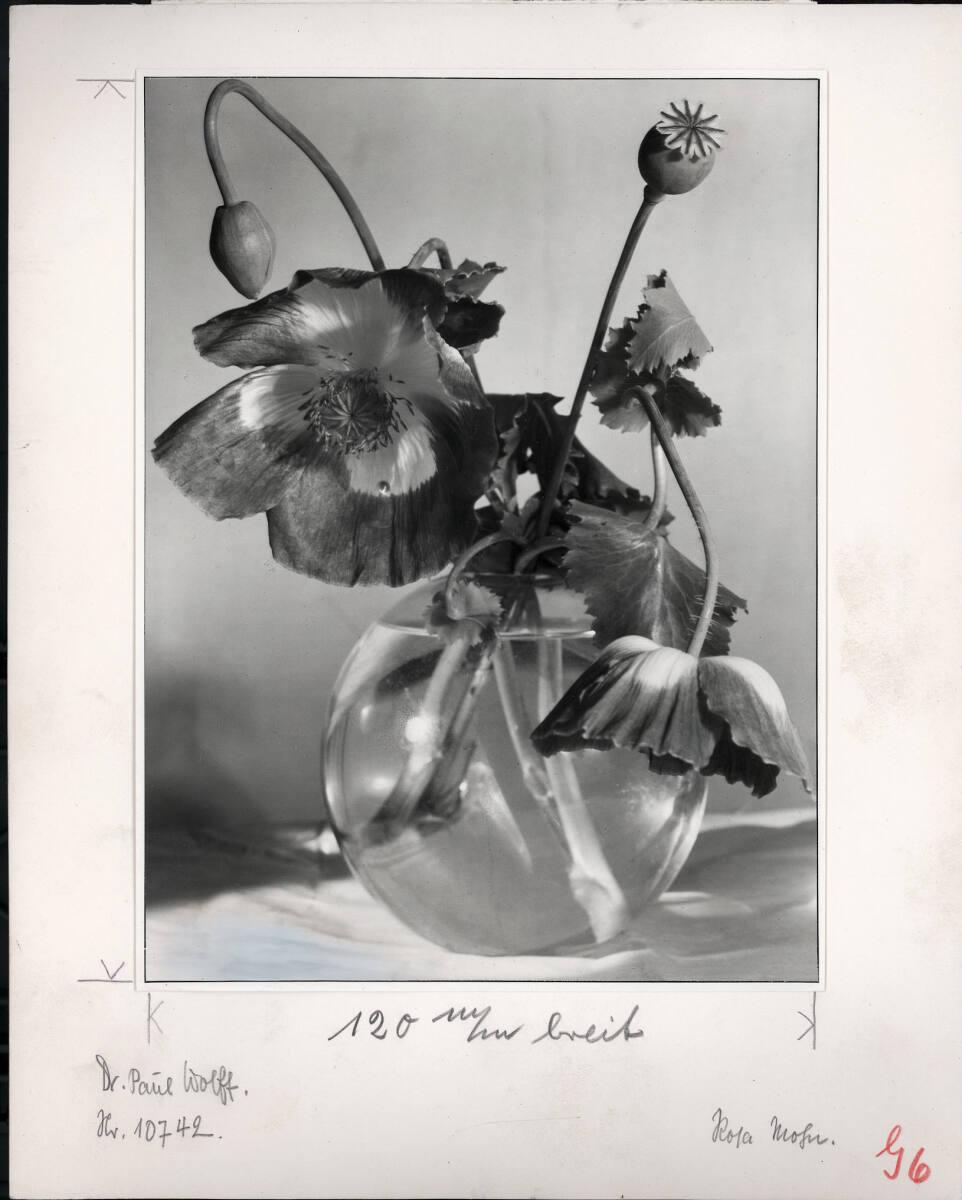 Paul Wolff, Mohn - Papaver, Inv. Nr.: FotoLS2000/1030