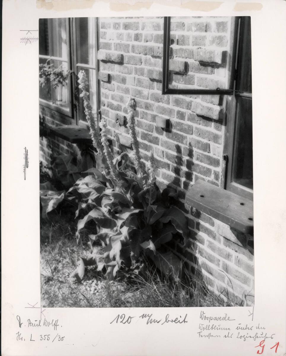 Paul Wolff, Königskerze (Verbascum) an der Hauswand, Inv. Nr.: FotoLS2000/1034
