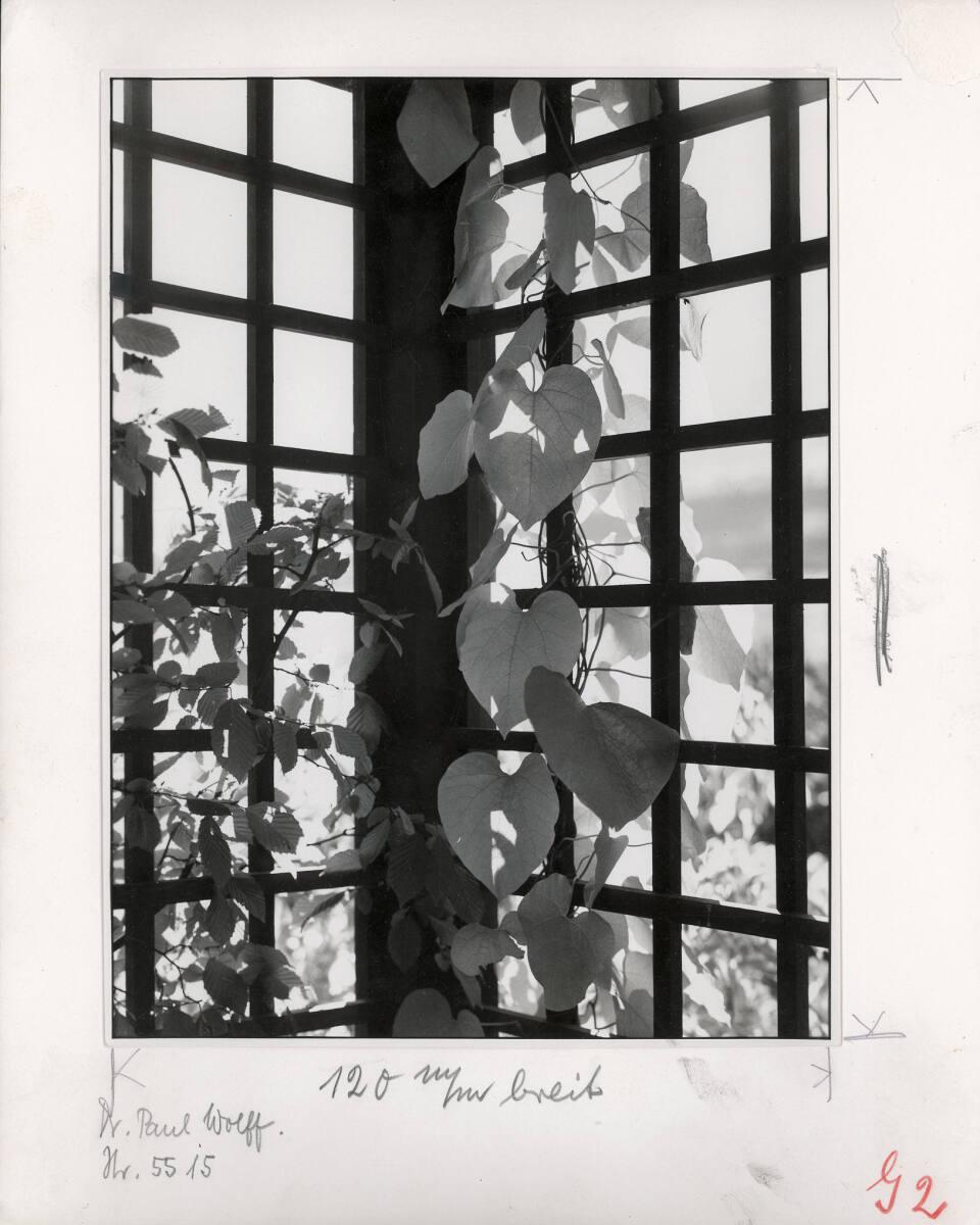 Paul Wolff, Laubenspalier mit Pfeifenwinde - Aristolochia, Inv. Nr.: FotoLS2000/1038
