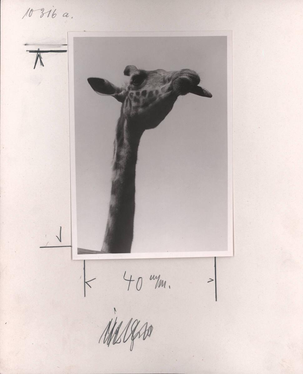 Paul Wolff, Giraffe, Inv. Nr.: FotoLS2000/1127