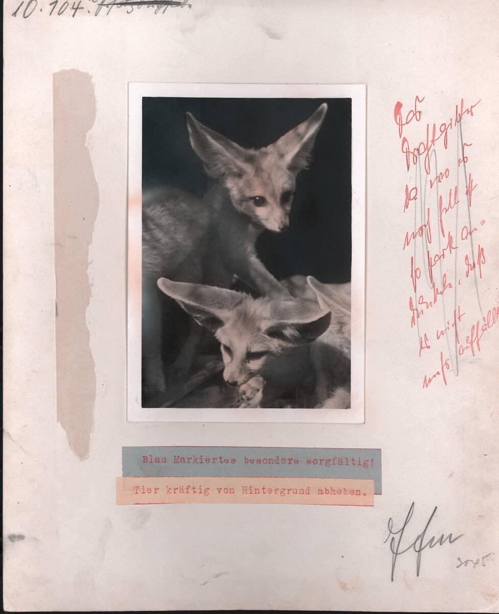 Paul Wolff, Fenneks, Inv. Nr.: FotoLS2000/1148