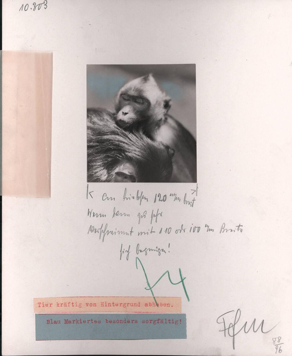 Paul Wolff, Makak (Java-Affe), Inv. Nr.: FotoLS2000/1177
