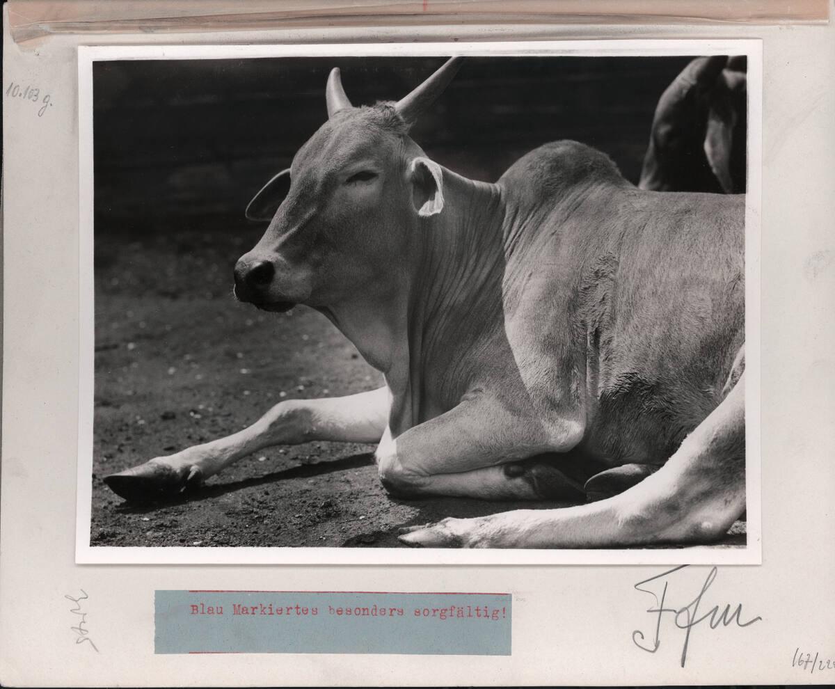Paul Wolff, Ruhende Nellore-Riesenzebukuh. In Indien heilig gehaltenes Haustier, Inv. Nr.: Foto…