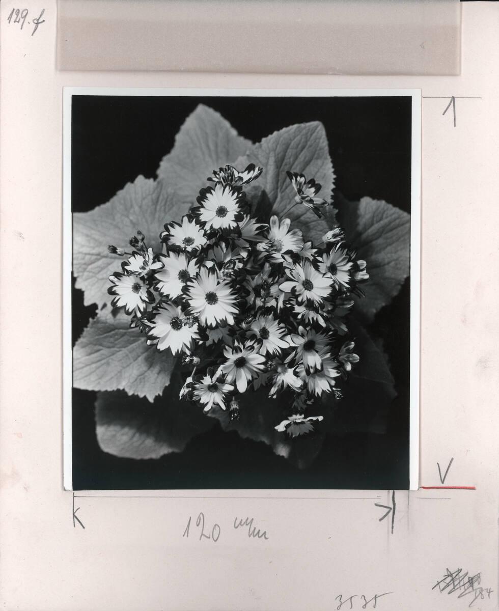 Paul Wolff, Ohne Titel, Inv. Nr.: FotoLS2000/1272