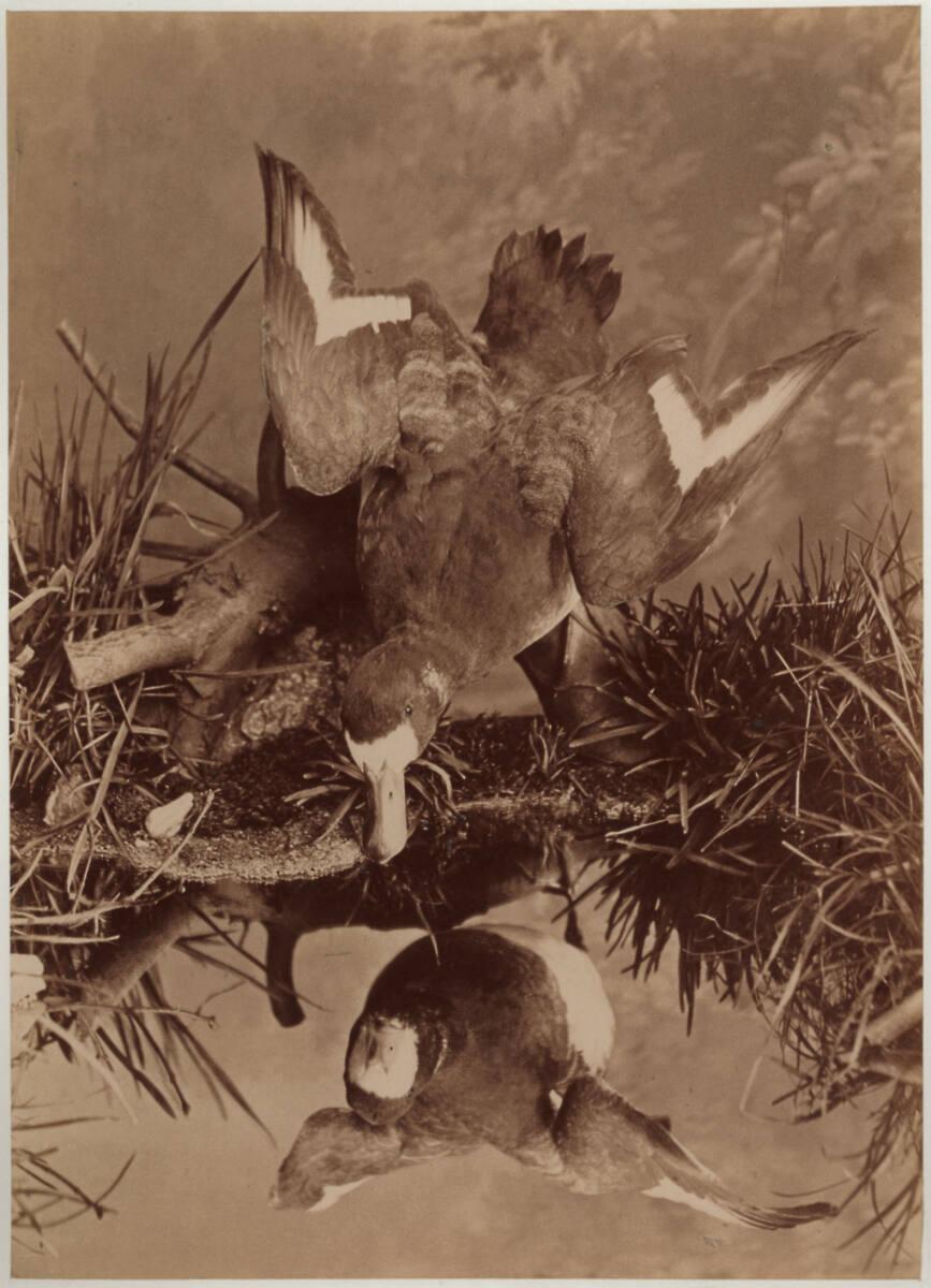 Heinrich (Jindrich) Eckert, Julius Müller'n, Ente, sich mit halbgebreiteten Flügeln im Wasser s…