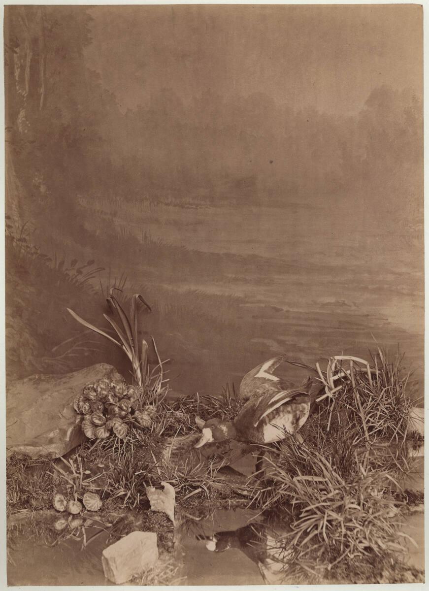 Heinrich (Jindrich) Eckert, Julius Müller'n, Ente mit halbgebreiteten Flügeln am Wasser, Inv. N…