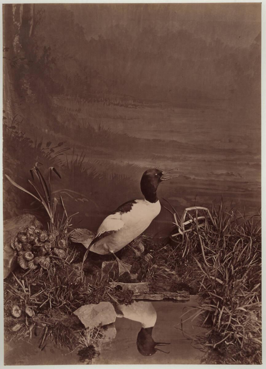 Heinrich (Jindrich) Eckert, Julius Müller'n, Ente mit weißem Bauch und schwarzem Kopf am Wasser…