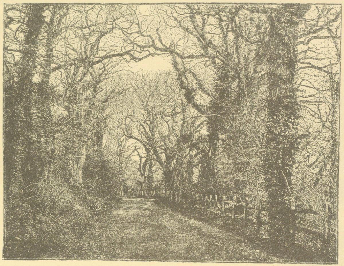 Paul Pretsch, Straße durch einen Wald, Inv. Nr.: Foto2002/36/5a