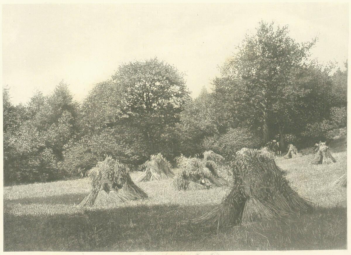 Paul Pretsch, The Cornfield, Inv. Nr.: Foto2002/40/20