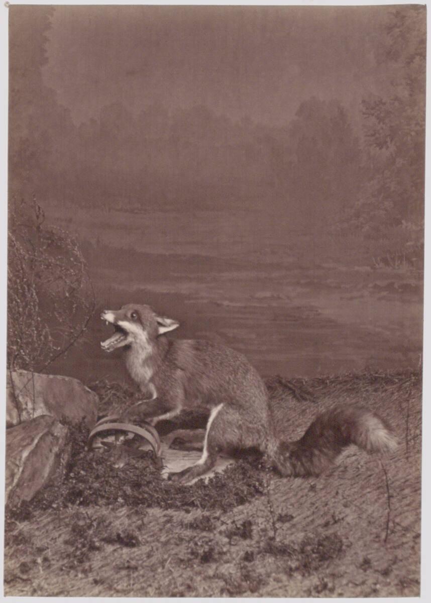 Heinrich (Jindrich) Eckert, Julius Müller'n, Fuchs mit einer Pfote in einer Falle, Inv. Nr.: Fo…