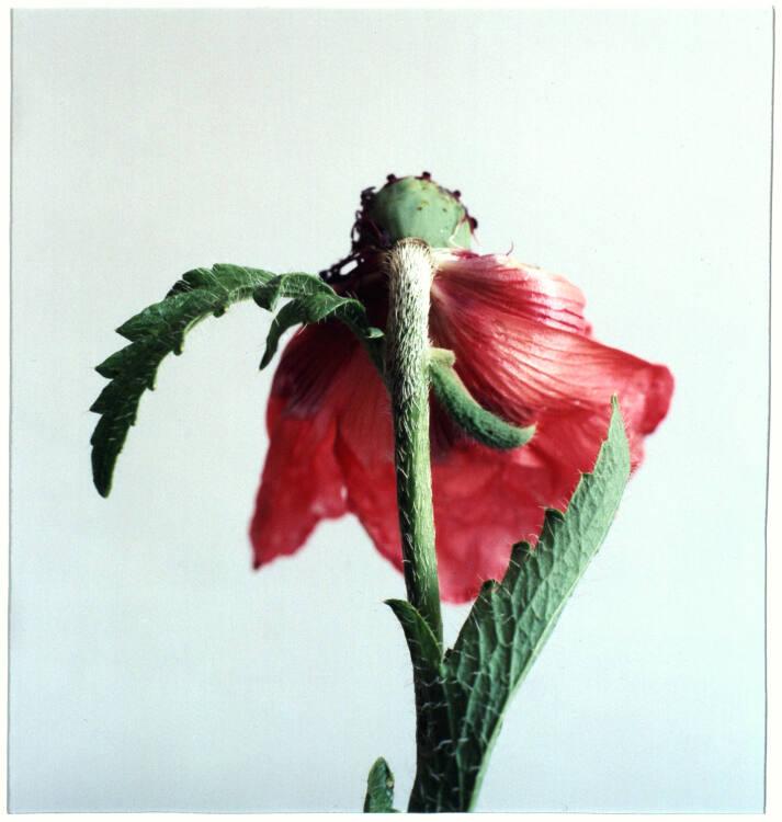 Elfriede Mejchar, Ohne Titel, Inv. Nr.: Foto2002/127
