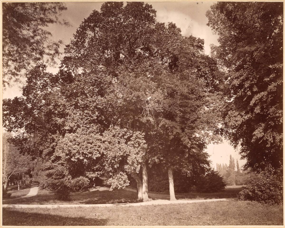 Franz Knebel, Baumgruppe zwischen Wegen einer Parklandschaft, Inv. Nr.: FotoGLV2000/117