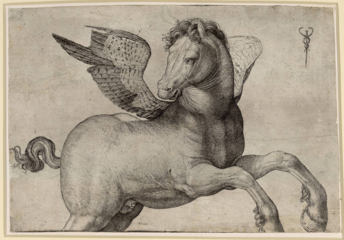 Pegasus, Jacopo de' Barbari