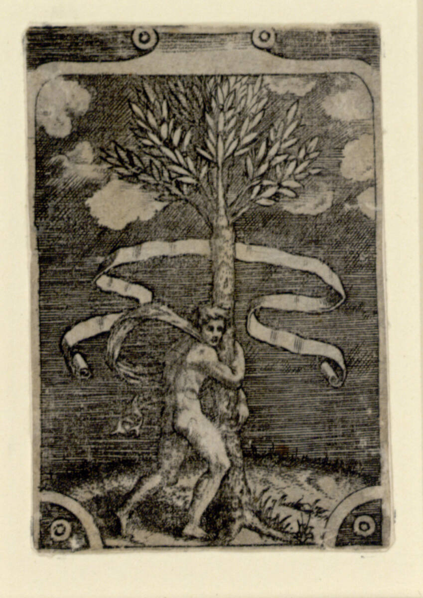 Ein Mann umfasst einen Lorbeerbaum, Raphael