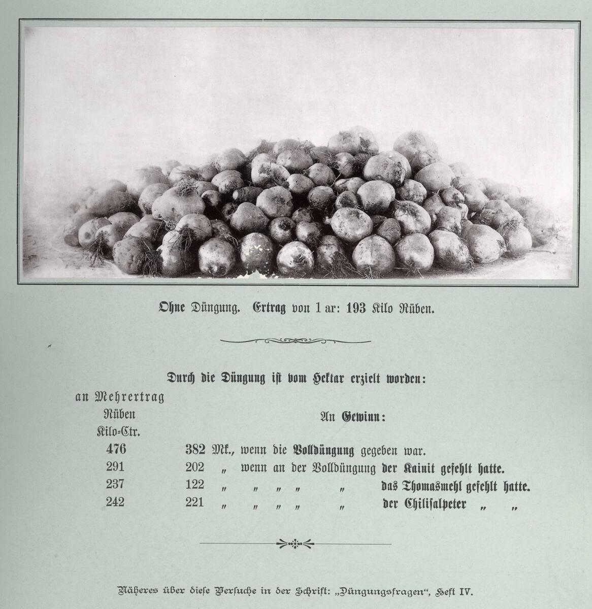 Anonym, Tafel 4. - Versuche mit Futterrüben in Ernsthofen. Ohne Düngung, Inv. Nr.: Foto2000/92/…