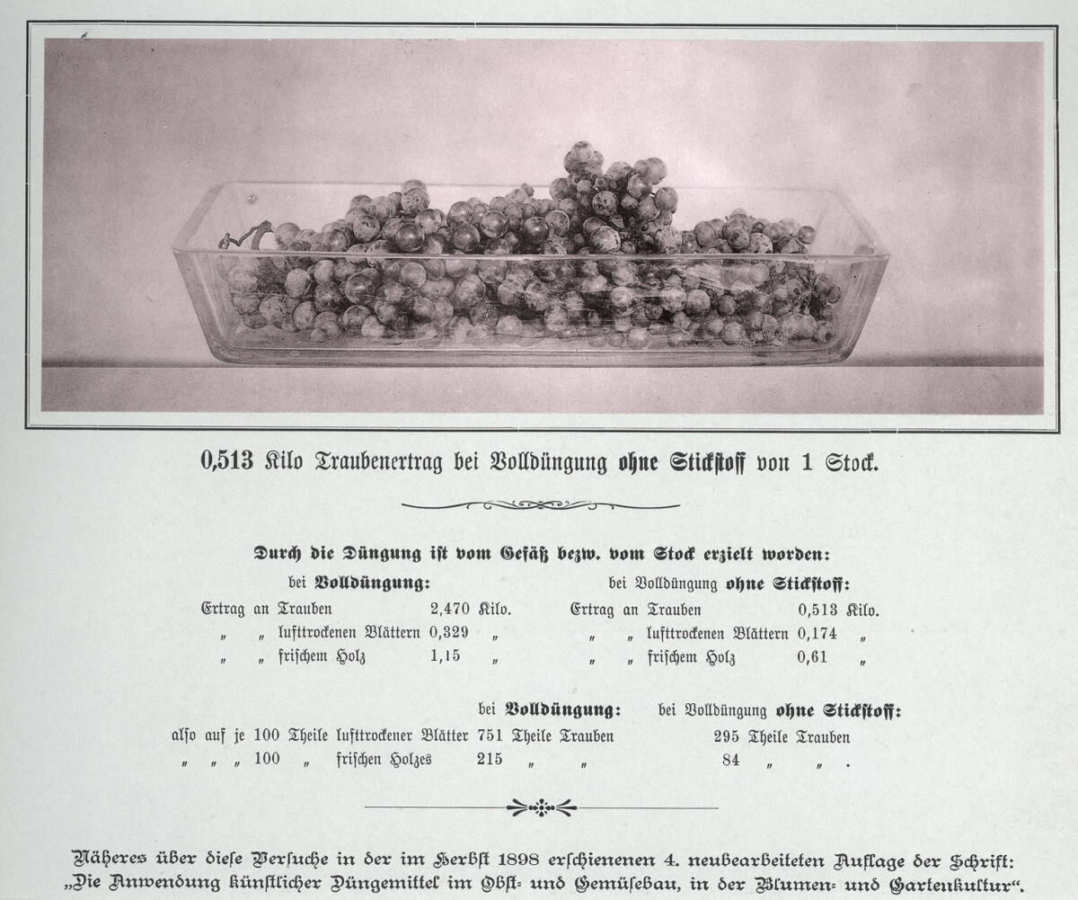 Anonym, Tafel 7. - Gefäßversuche mit Riesling=Reben. Volldüngung. Volldüngung ohne Stickstoff