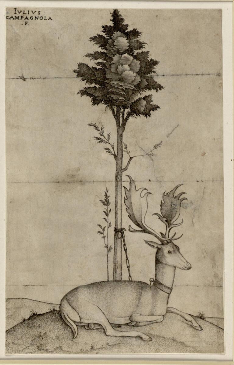 Giulio Campagnola, Liegender Hirsch, an einen Baum gekettet, Inv. Nr.: DG1954/161