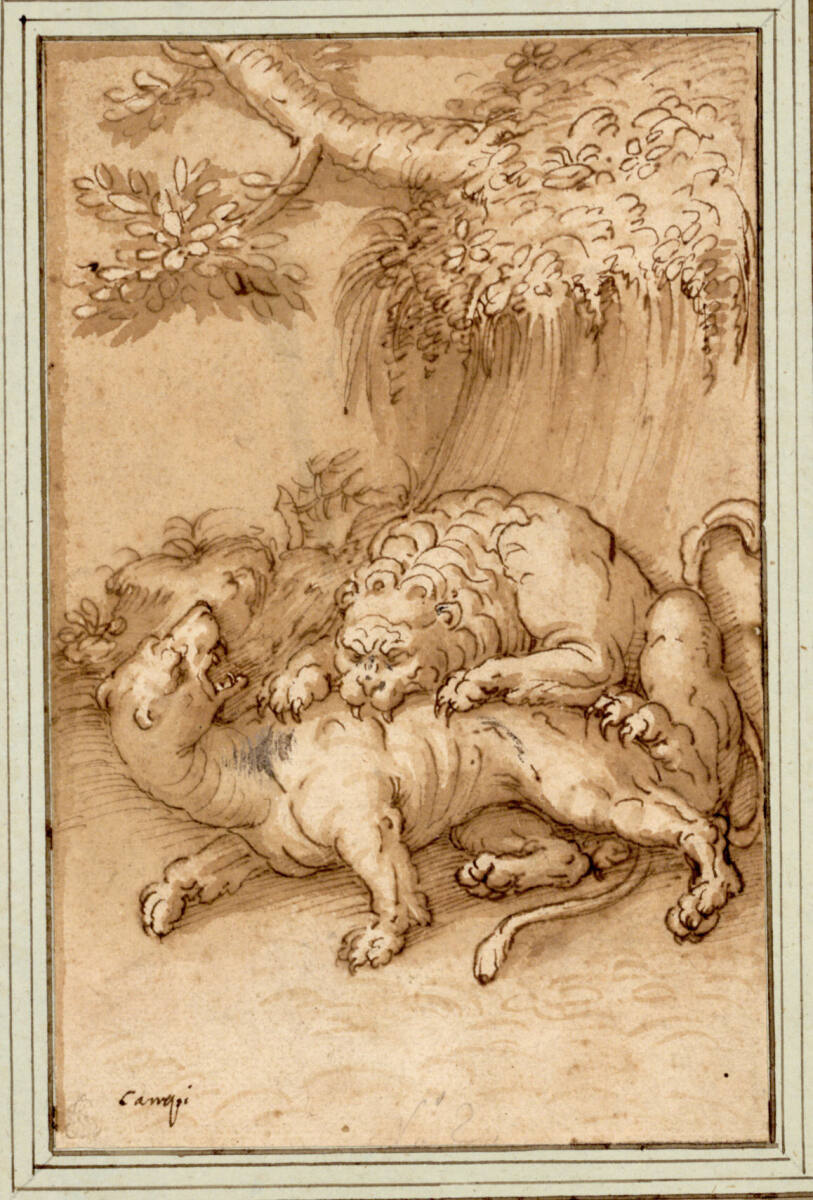 Ein Löwe zerreißt einen Leoparden, Bernardino Campi
