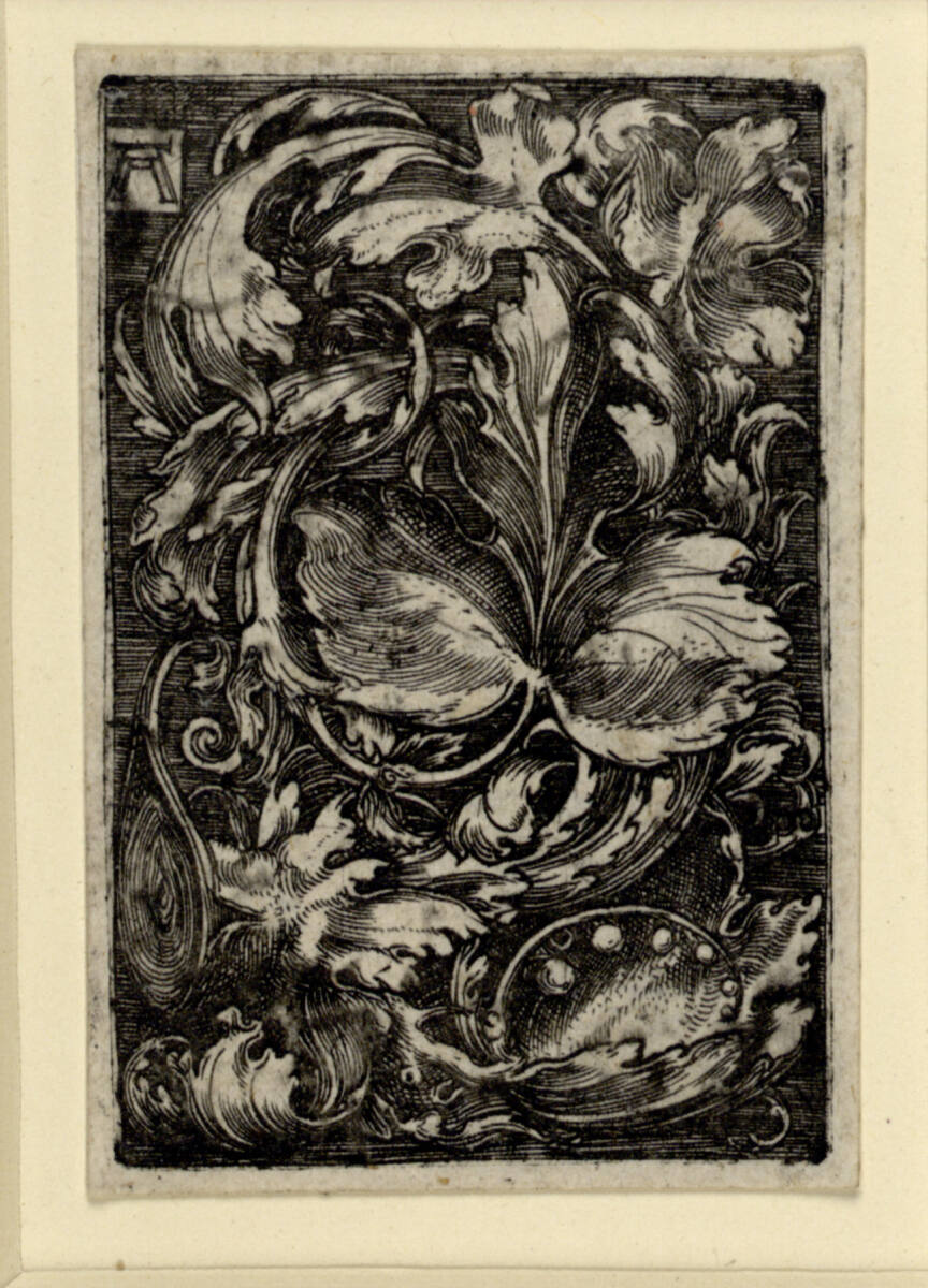 Blattornament mit Maiglöckchen, Albrecht Altdorfer