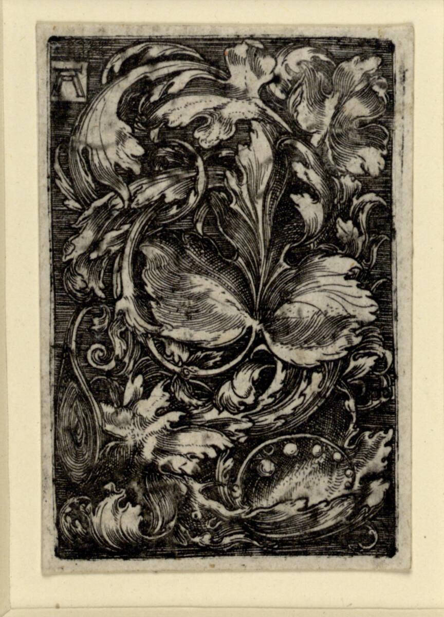 Albrecht Altdorfer, Blattornament mit Maiglöckchen, Inv. Nr.: DG1926/1751