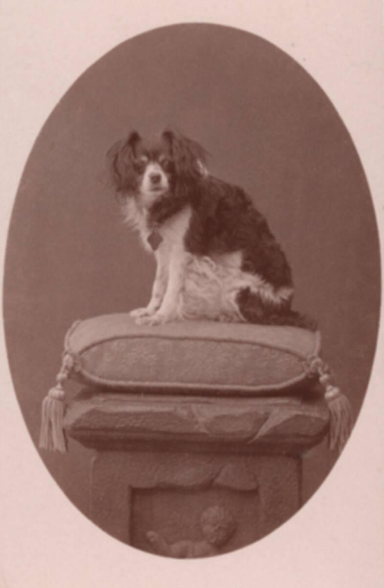 Carl Kroh, Bildnis eines Hundes, Inv. Nr.: FotoGLV2000/5816