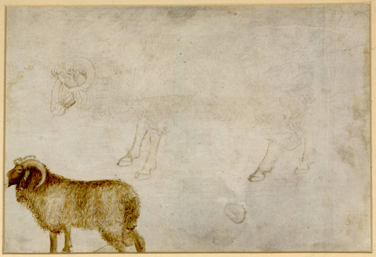 Zwei Widderstudien, Pisanello