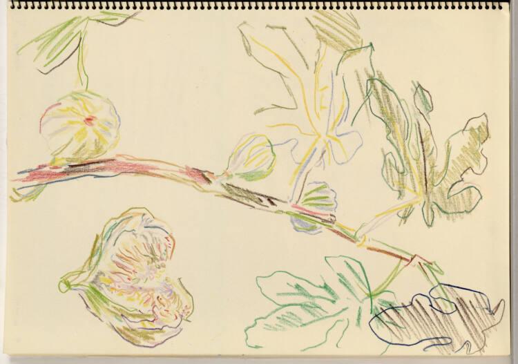 Oskar Kokoschka, Aufgeschnittene Feige mit einem Feigenast im Hintergrund, Inv. Nr.: 44417/9