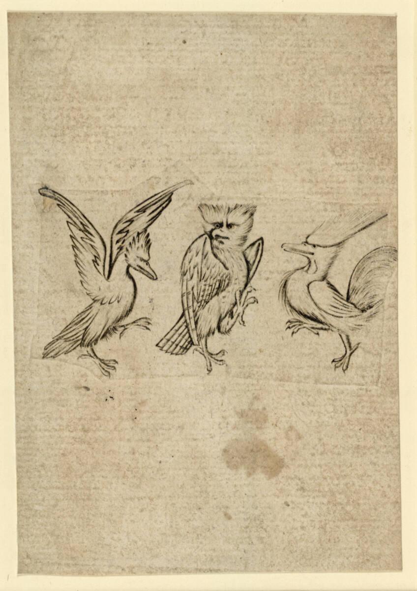 Anonym, Vogel-Drei, Inv. Nr.: DG1926/638