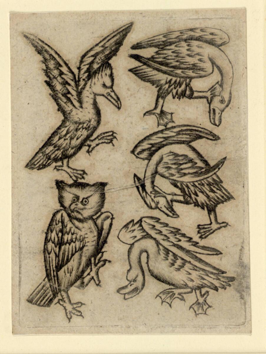 Anonym, Vogel-Fünf B, Inv. Nr.: DG1926/641
