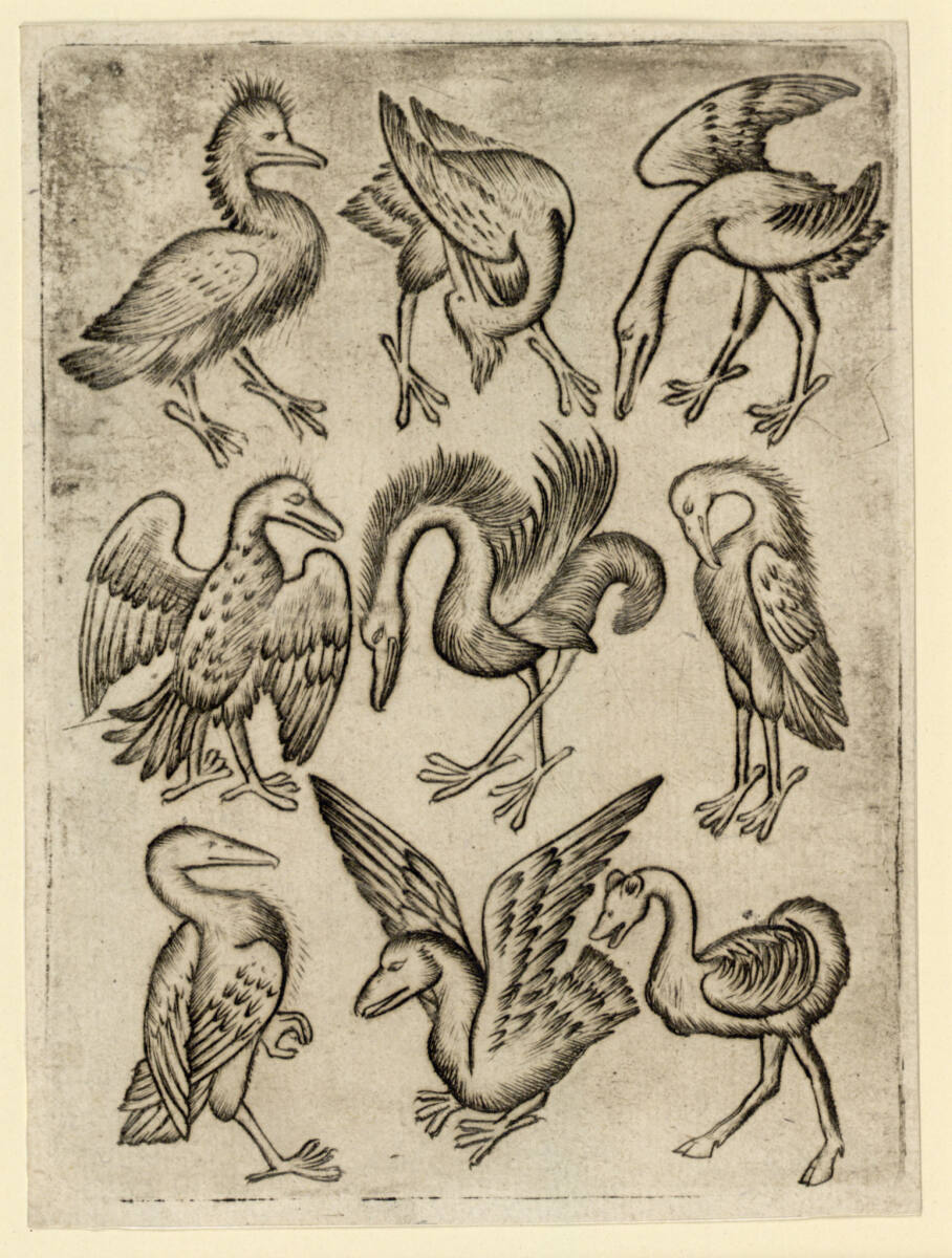 Vogel-Neun A
