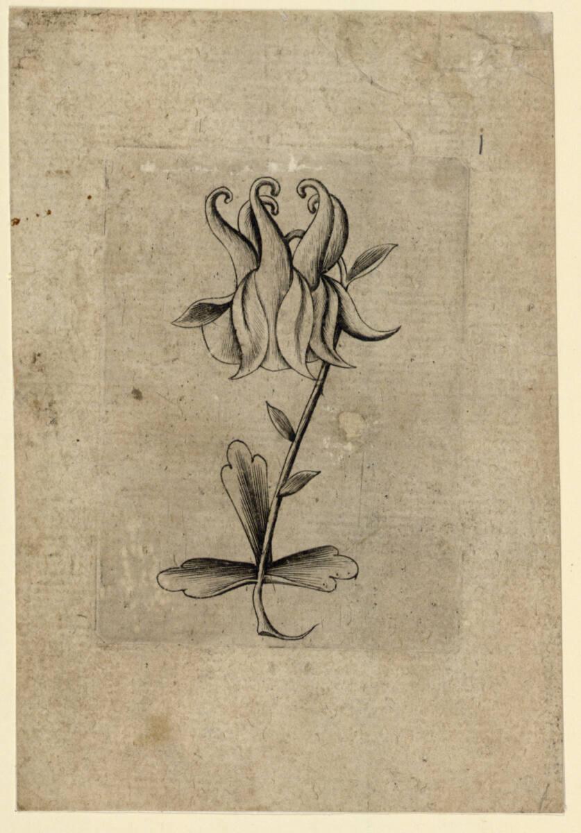 Anonym, Blumen-Ass, Inv. Nr.: DG1926/651