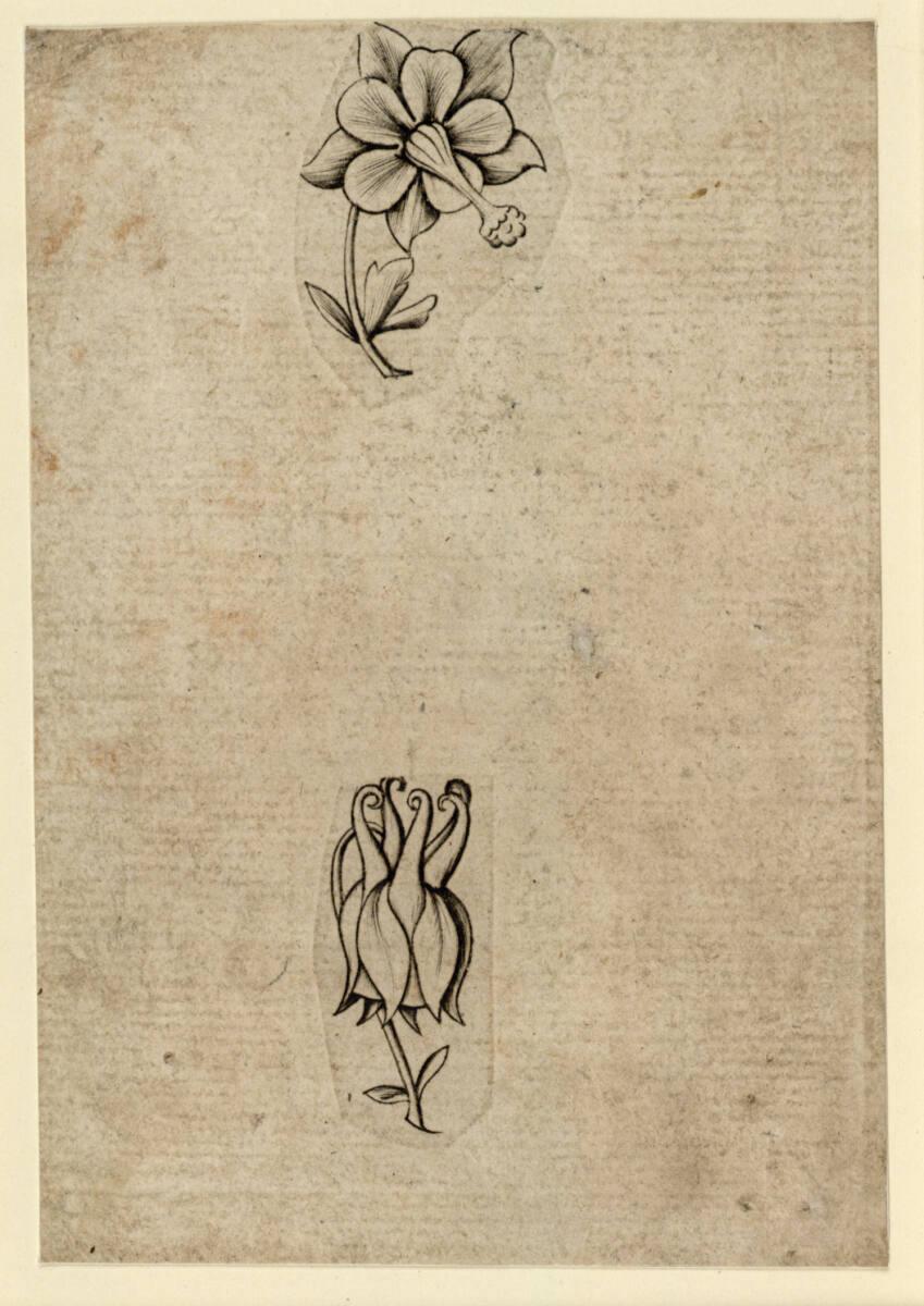 Anonym, Blumen-Zwei, Inv. Nr.: DG1926/652