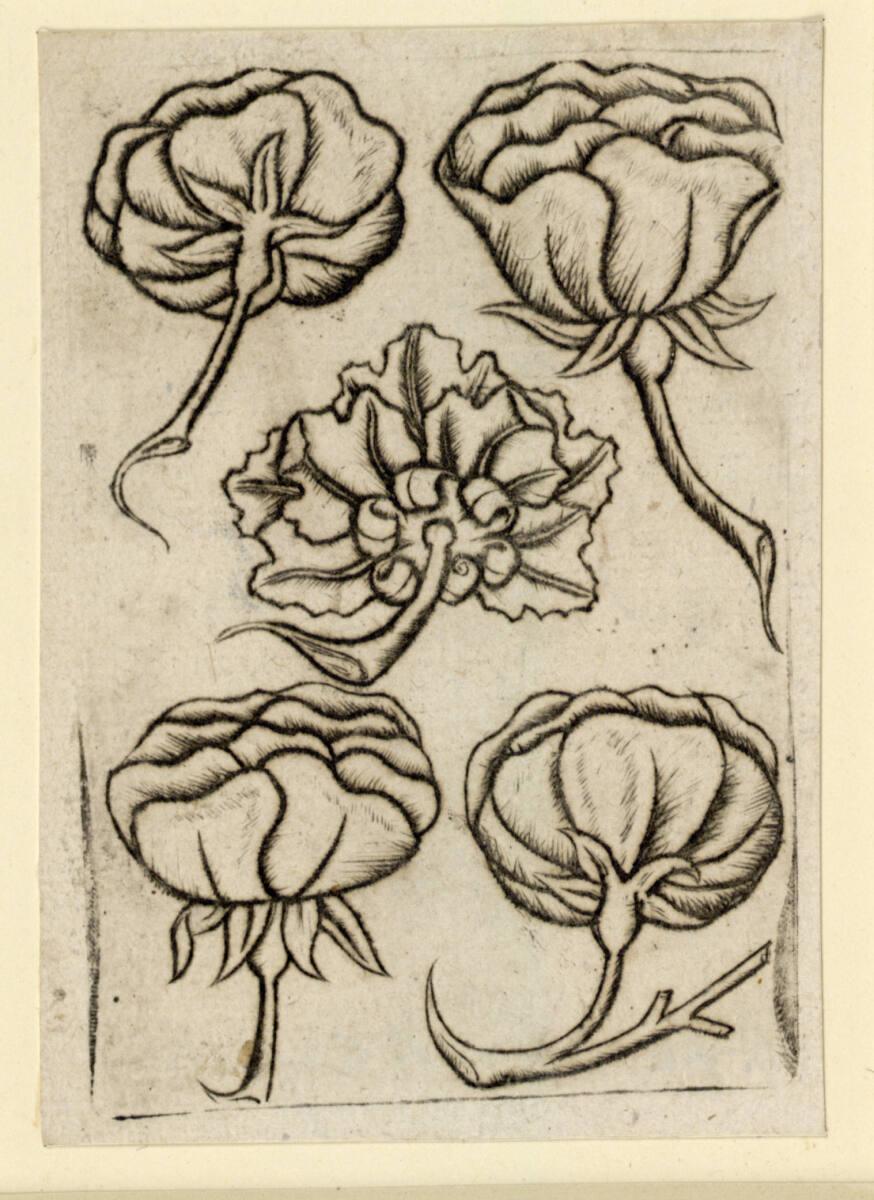 Anonym, Blumen-Fünf, Inv. Nr.: DG1926/654