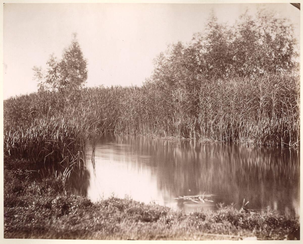 Franz Duschek, Rumänien (?): Schilf, Inv. Nr.: FotoGLV2000/12496
