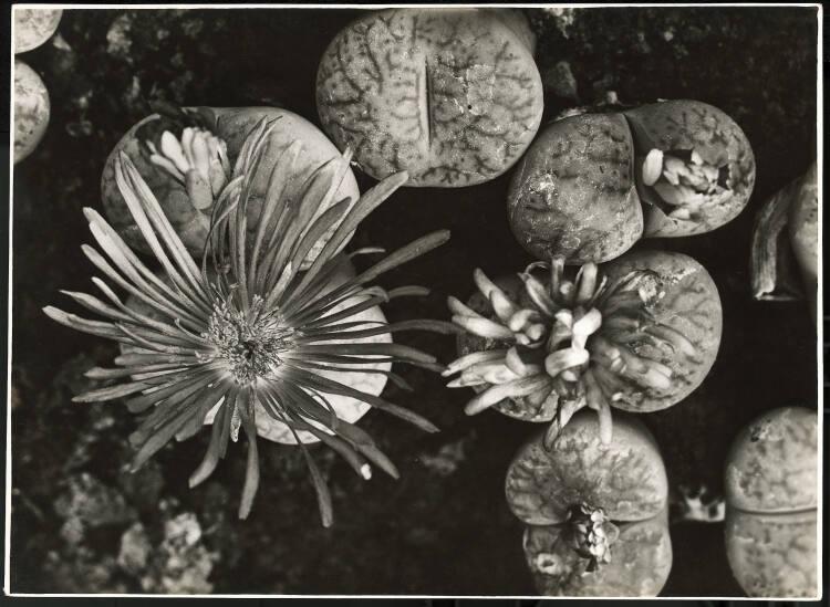 Albert Renger-Patzsch, Mesembrianthum Pseudotruncatellum, Beispiel für Steinmimikry der Kapland…