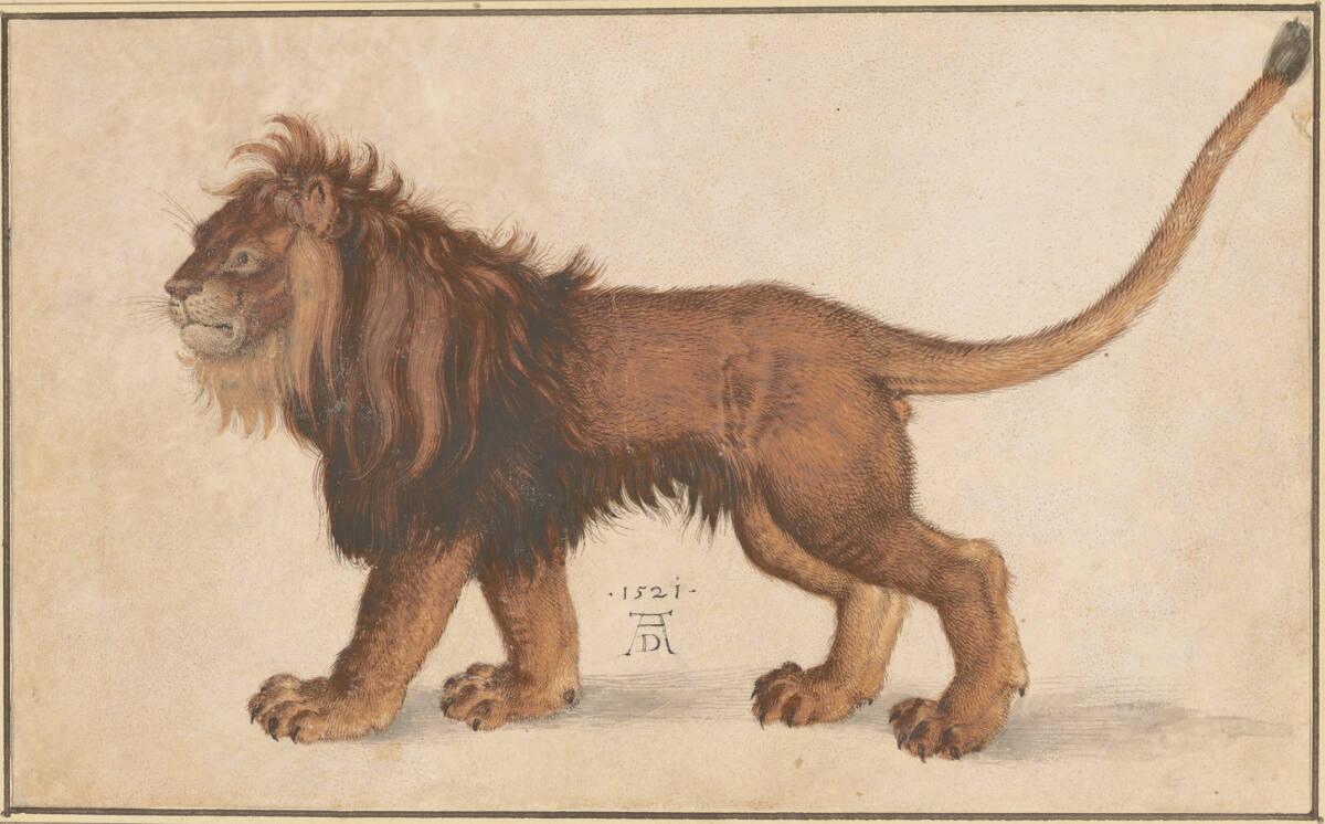 Albrecht Dürer, Löwe, Inv. Nr.: 3173