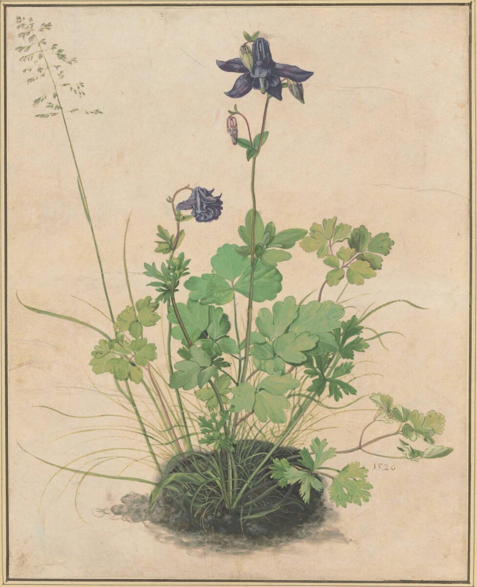 Albrecht Dürer, Akelei, Inv. Nr.: 3182