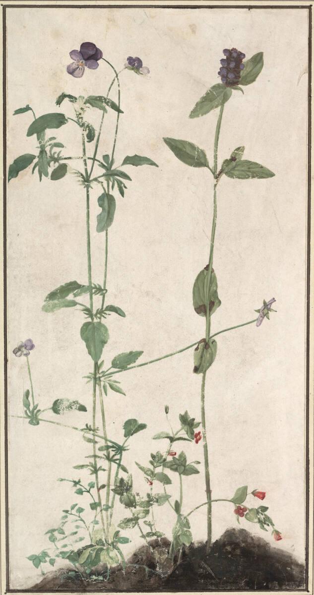 Albrecht Dürer, Die vier Heilkräuter, Inv. Nr.: 3183