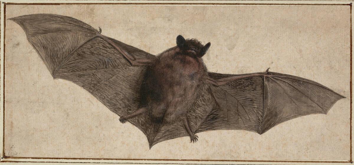 Anonym, Fledermaus, Inv. Nr.: 3188