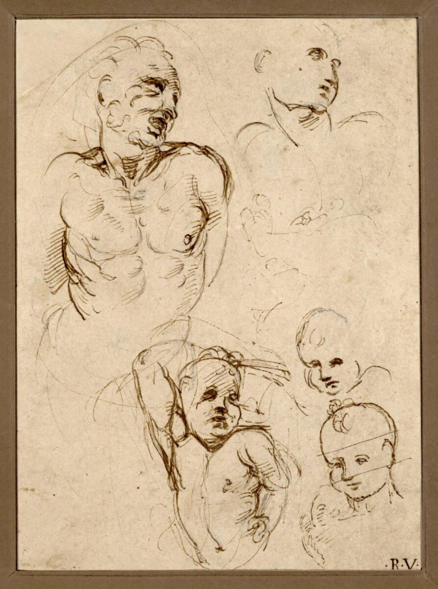Raffaello Santi, Studienblatt. (Oberkörper eines gefesselten bärtigen Mannes; bartloser Kopf un…