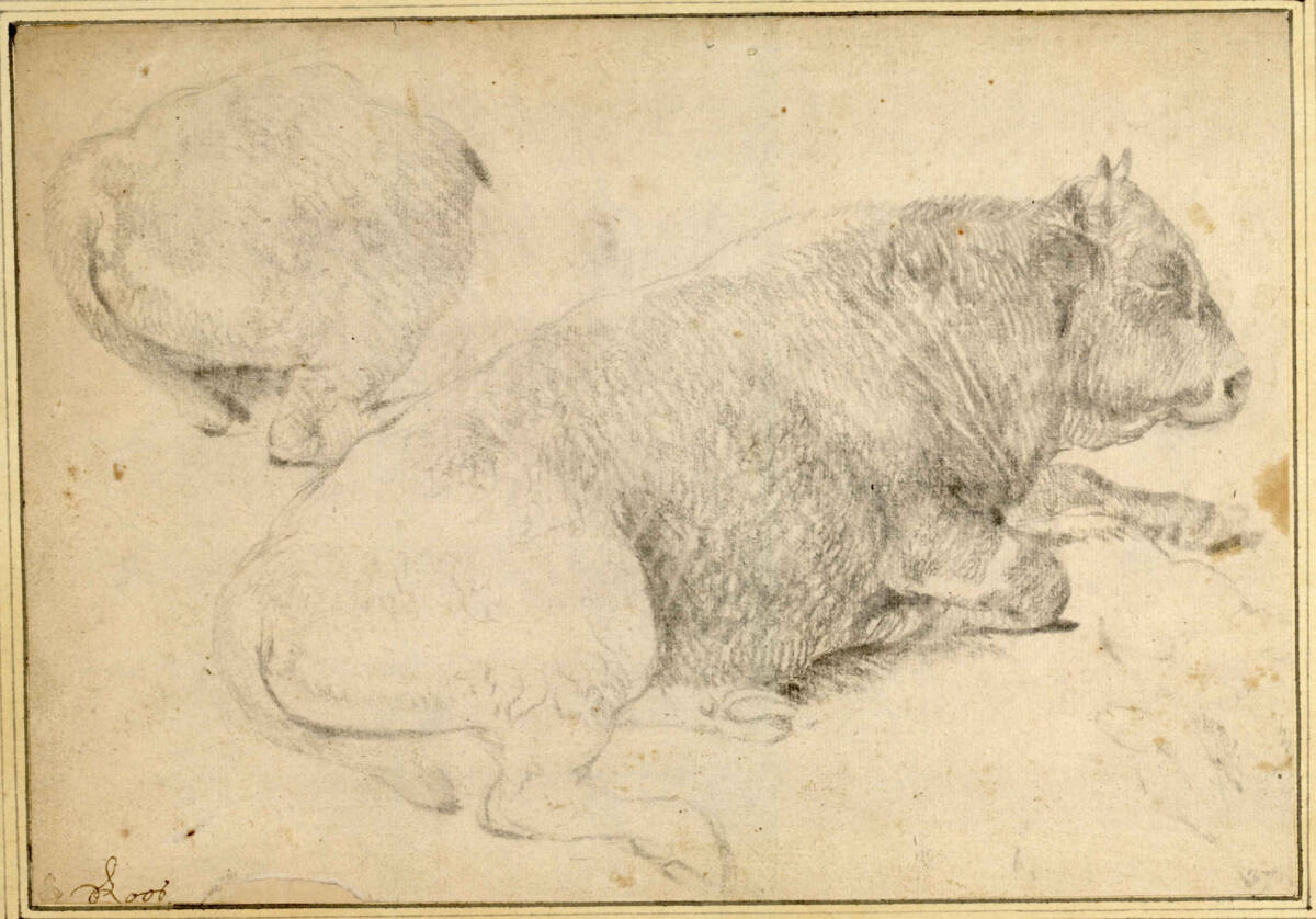 Nach rechts liegender Stier, darüber Detailstudie seines Hinterteiles, Theodor Roos