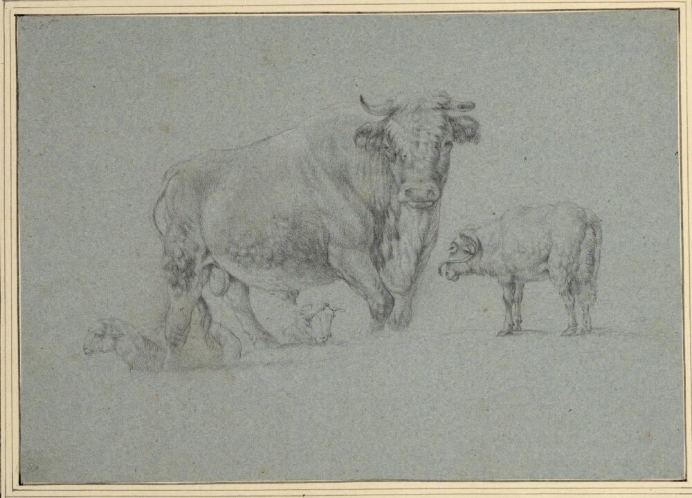 Anonym, Stier und Schafe, Inv. Nr.: 3637