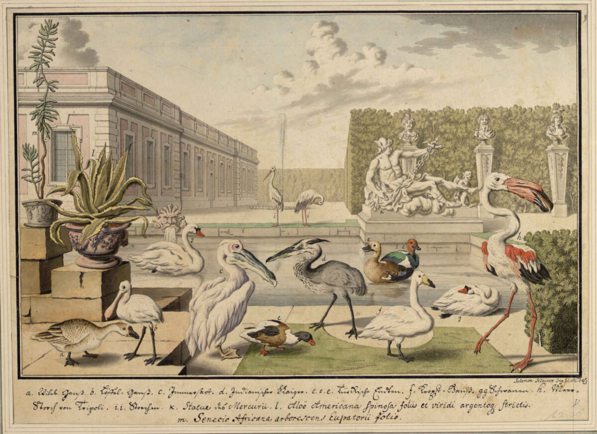V. Wasservögel (Stecherzeichnungen ausländischer Tiere der Menagerie des Feldmarschalls Prinzen Eugen von Savoyen in Wien), Salomon Kleiner, 1732