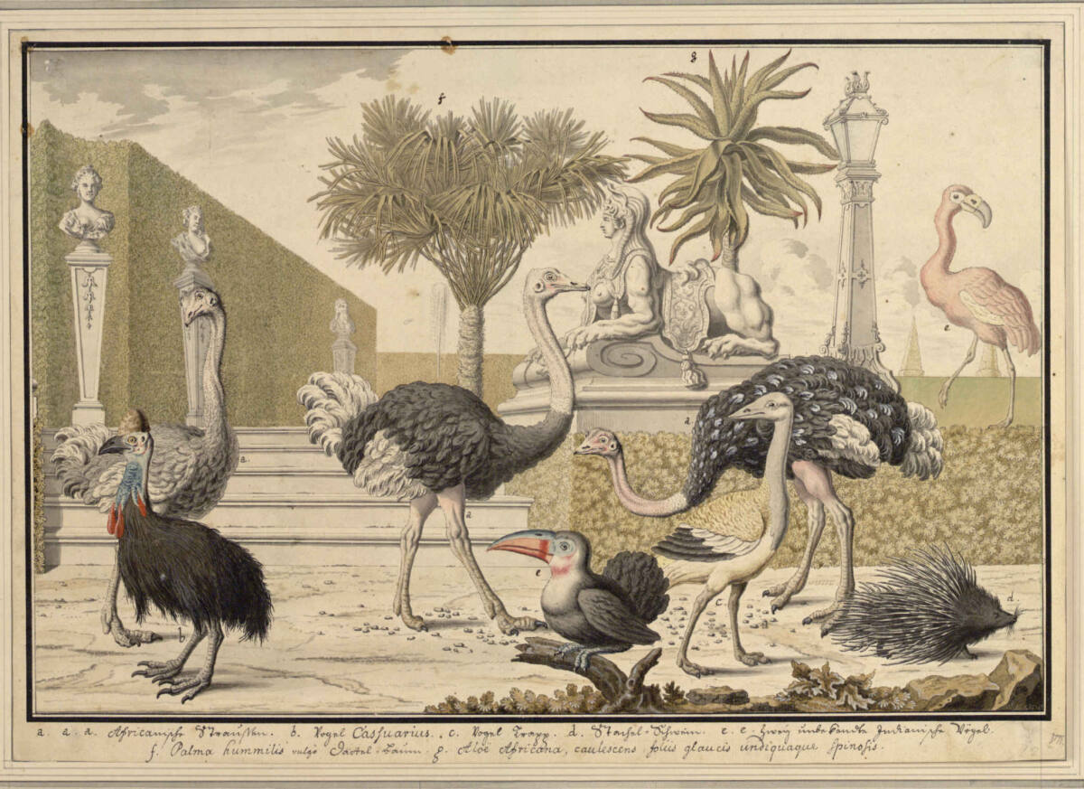 VII. Steppenvögel (Stecherzeichnungen ausländischer Tiere der Menagerie des Feldmarschalls Prinzen Eugen von Savoyen in Wien), Salomon Kleiner, 1732
