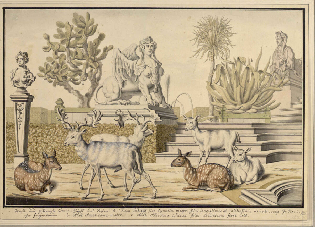 VIII. Damwildarten (Stecherzeichnungen ausländischer Tiere der Menagerie des Feldmarschalls Prinzen Eugen von Savoyen in Wien), Salomon Kleiner, 1732