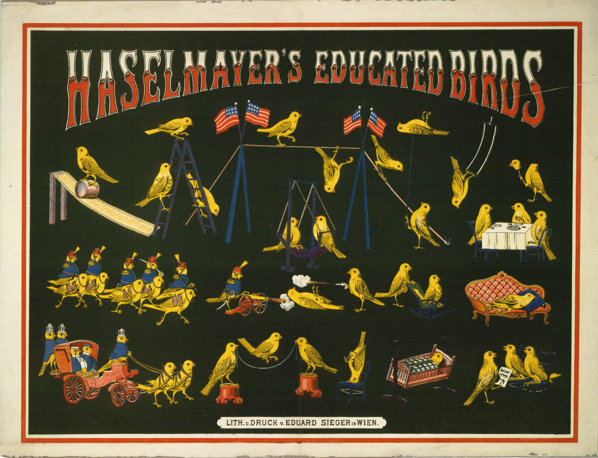 HASELMAYER'S EDUCATED BIRDS, EduardSieger